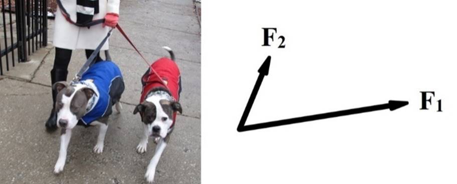 https://www.wetenschapsschool.nl/chapter/kracht/resulterende_kracht_honden.jpg
